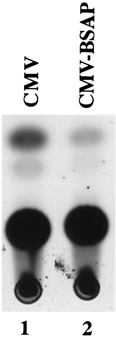 FIG. 1