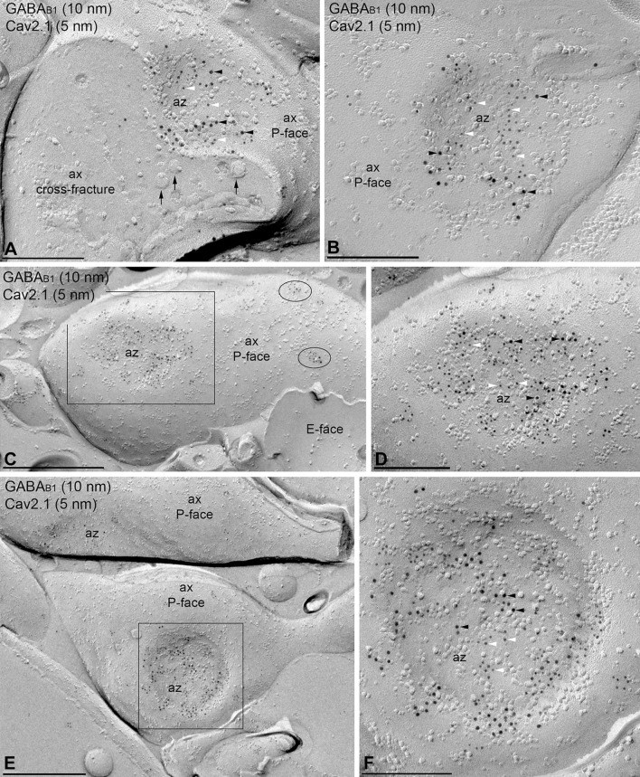 Fig. 9