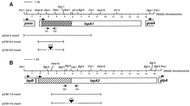 FIG. 1.