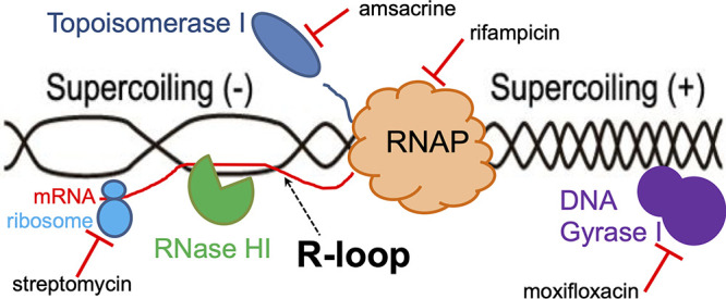 FIG 1