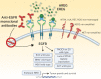 Figure 1. Graphical representation of the mechanisms of EGFR dependency in colorectal cancer. (Adapted from an image created with BioRender.com.)