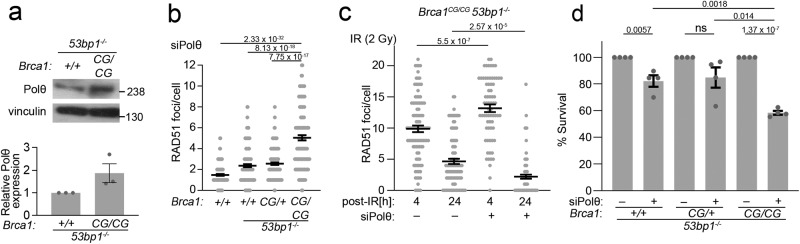 Mechanisms of synthetic lethality between BRCA1/2 and 53BP1 ...