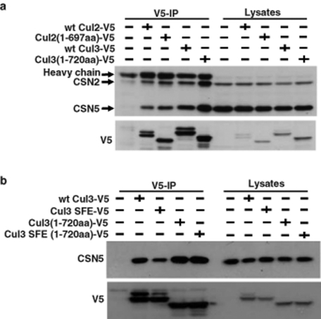 FIGURE 6: