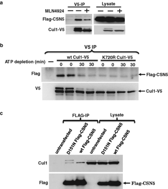 FIGURE 5: