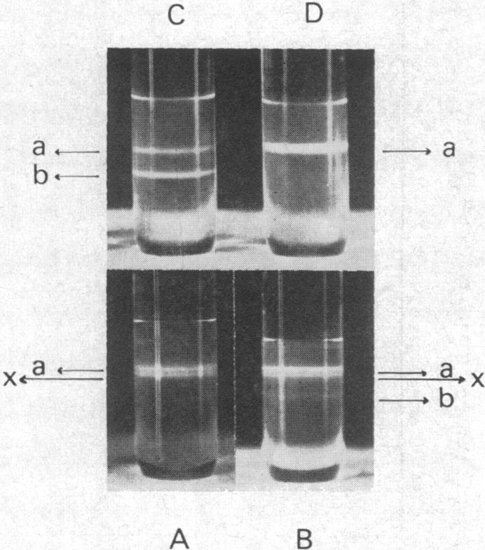 graphic file with name pnas00091-0223-a.jpg