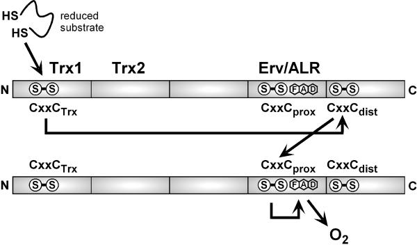 FIGURE 3