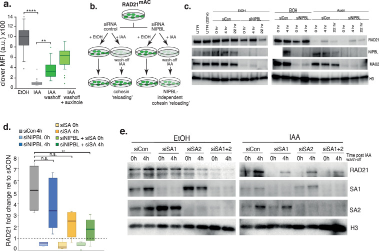 Figure 4—figure supplement 1.