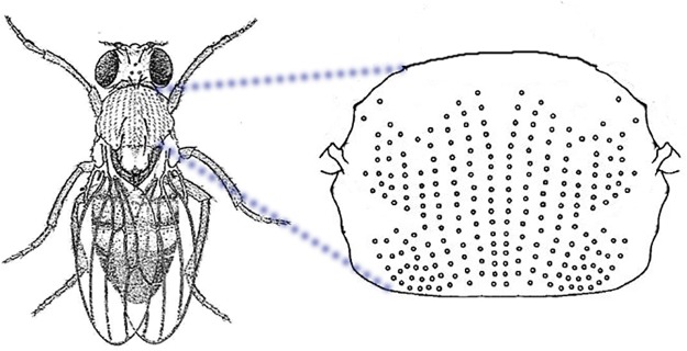 Fig 11