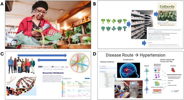 The image illustrates various aspects of research connecting traditional practices, genetics, and health outcomes. It includes visuals of a woman preparing collard greens, collard green research, a genetic data platform, and a diagram linking genetic variants to hypertension and cardiovascular outcomes.