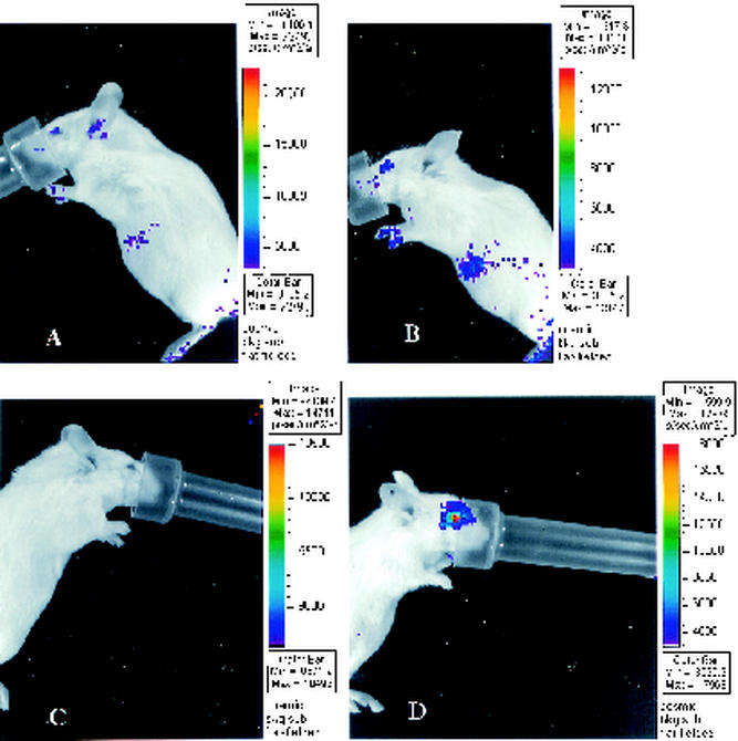 FIG. 2.