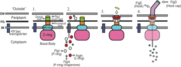 FIG 1