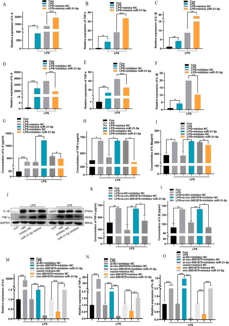 Graphs display the effects of various treatments on inflammatory markers. Panels A to F show relative expression of IL-six, TNF-alpha, and IL-one beta under different conditions, while panels G to I depict their concentration levels. Panel J presents Western blot analysis for IL-one beta, TNF-alpha, and GAPDH. Panels K to O illustrate the effects on TNF-alpha and IL-one beta expression and concentration in different treatment groups, using LPS and specific inhibitors or mimics. Statistical significance is denoted with asterisks, with annotations indicating comparisons between groups.