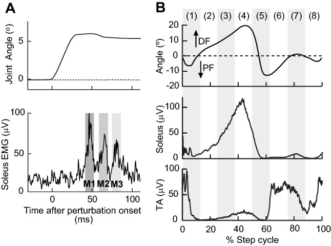 Fig. 1