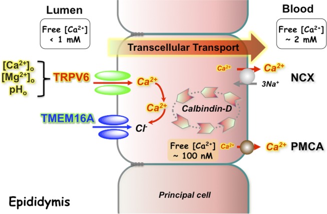 Figure 11.