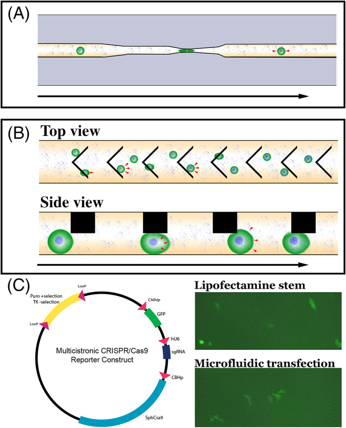 FIGURE 3