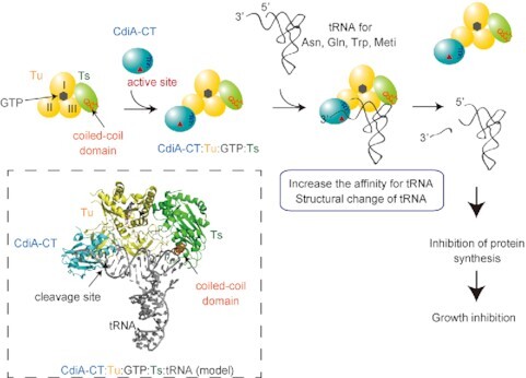 Graphical Abstract