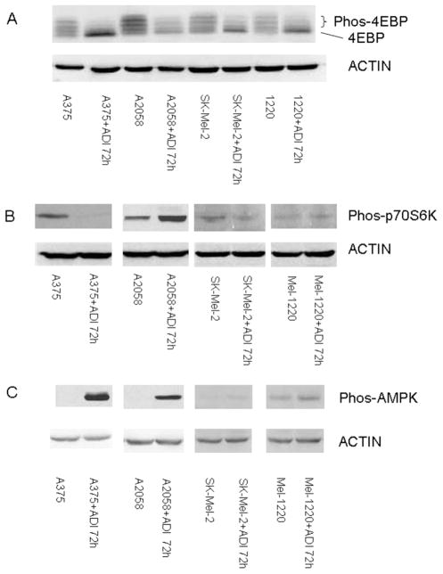 Fig. (4)