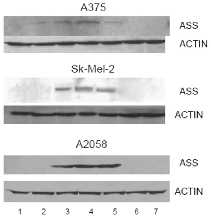 Fig (6)