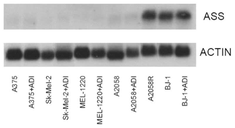 Fig. (7)