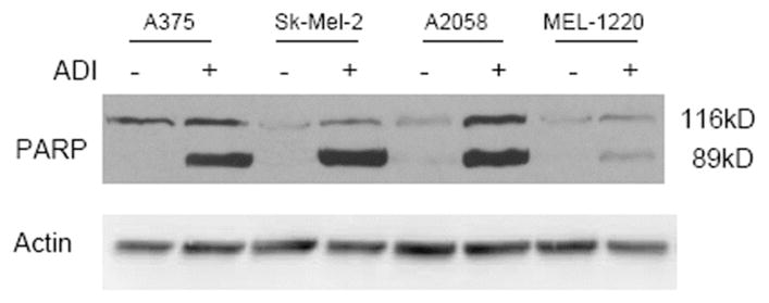 Fig. (3)