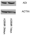Fig. (9)