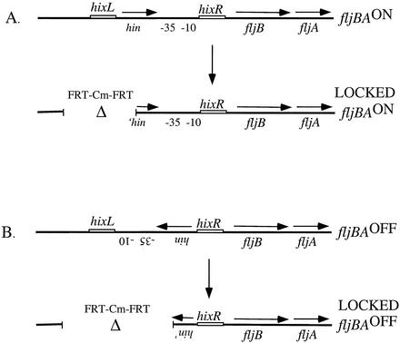 FIG. 2.