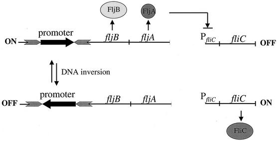 FIG. 1.