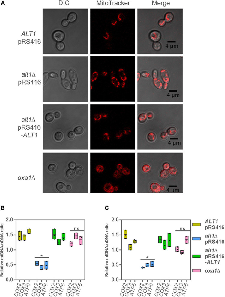 FIGURE 6