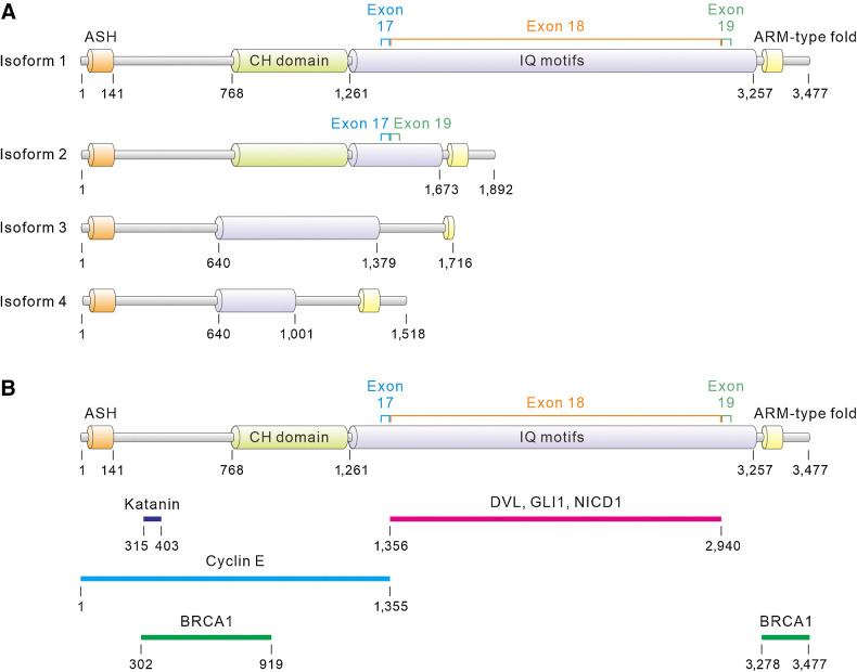 Figure 1. ASPM isoforms and their binding partners. A, The domain architectures of putative ASPM isoforms. ASH, ASPM, SPD-2, Hydin; CH, calponin-homology; ARM, armadillo; IQ, isoleucine and glutamine. The protein segments encoded by exons 17, 18, and 19 of ASPM are indicated with brackets. B, Schematics representing the protein segments or domains by which human ASPM interacts with its binding partners. The katanin-binding domain is predicted by aligning the sequences of human and murine ASPM according to ref. 15.