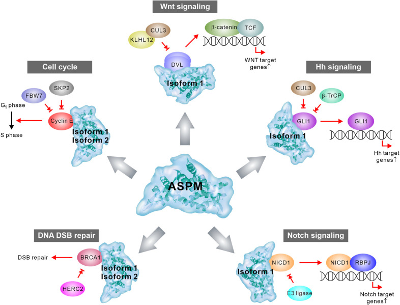 Figure 2. Model depicting the pleiotropic pro-oncogenic functions of ASPM. ASPM isoform 1 competes with specific E3 ligases to bind to DVL, GLI1, and NICD1 to prevent their ubiquitination and proteasome-dependent degradation, thereby procuring the Wnt, Hh, and Notch signaling activities in cancer cells, especially CSCs. Both ASPM isoforms 1 and 2 bind to and stabilize cyclin E and BRCA1 to promote cell-cycle progression and DNA DSB repair. The protein structure of Saquinus labiatus ASPM (predicted by AlphaFold; https://alphafold.ebi.ac.uk/), which has a high sequence similarity with the human paralog, is used in the diagram.