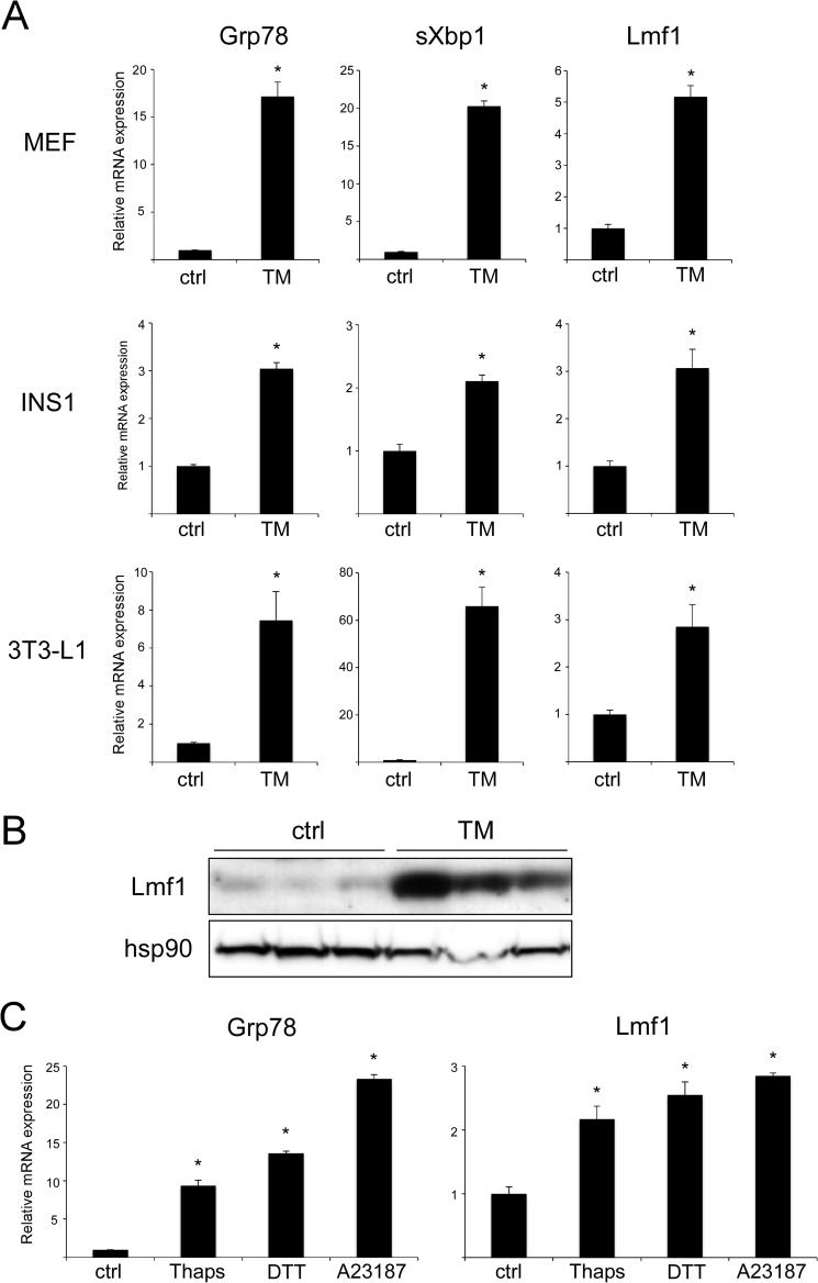 FIGURE 1.