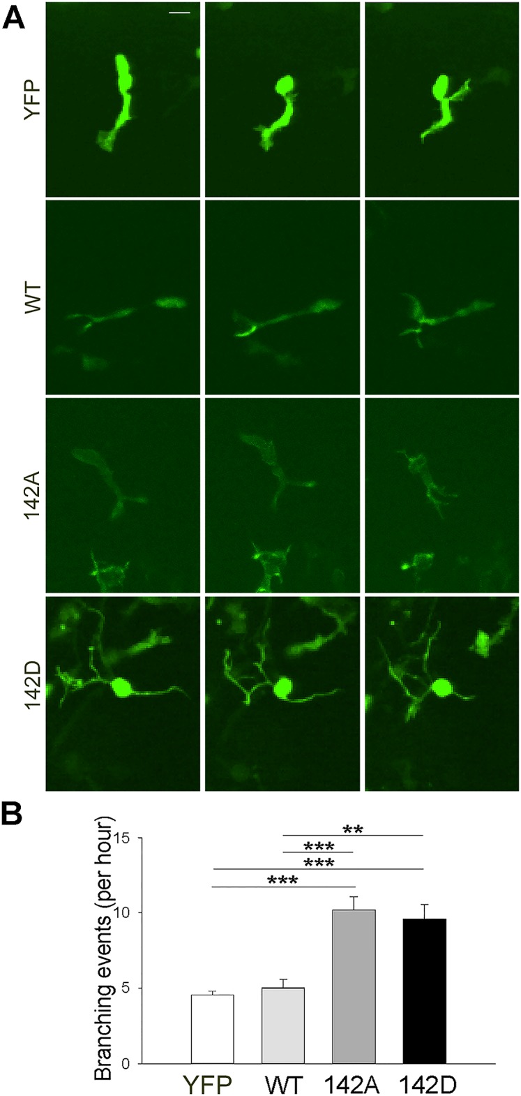 Fig 10