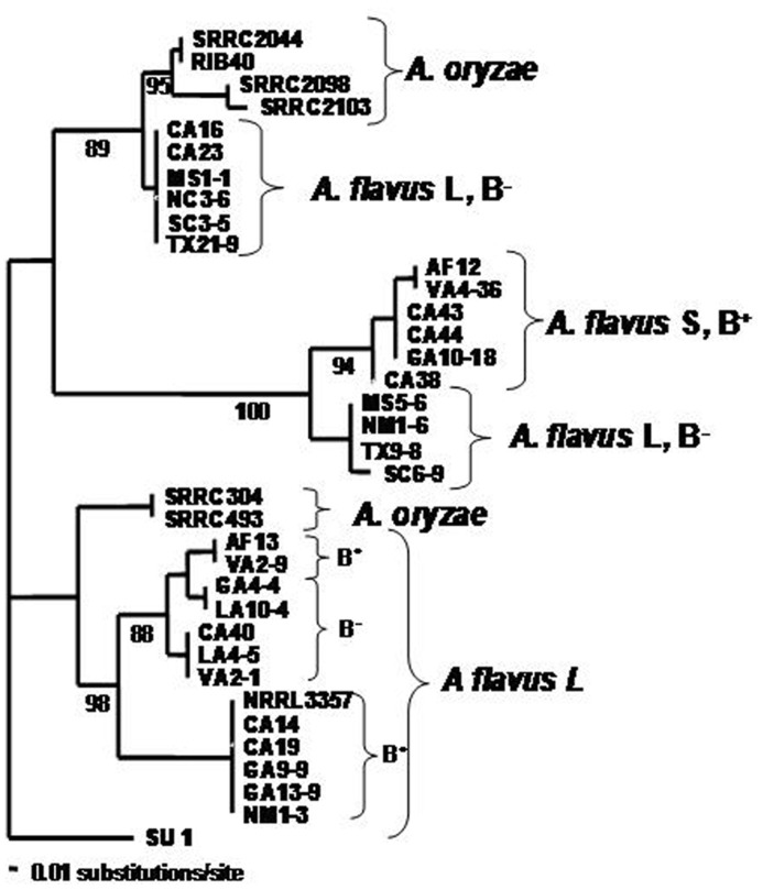 FIGURE 1