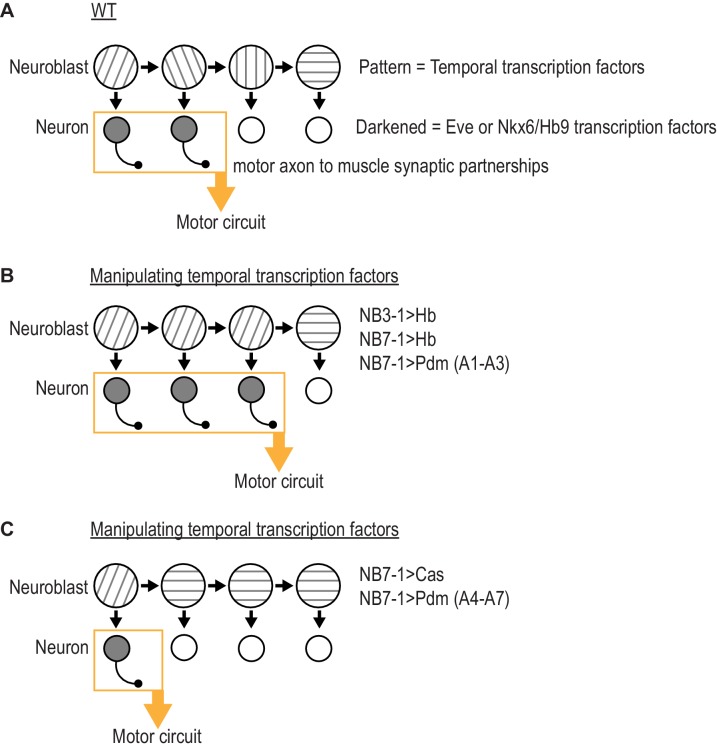 Figure 7.