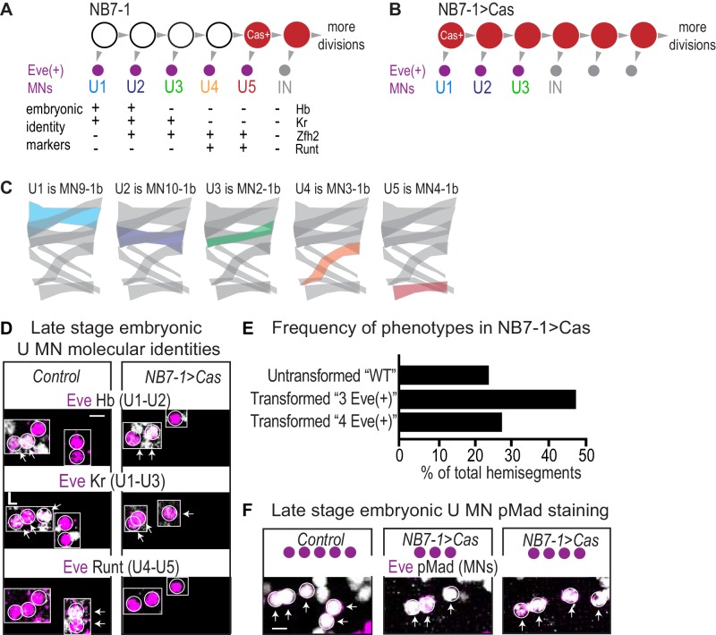 Figure 4—figure supplement 1.