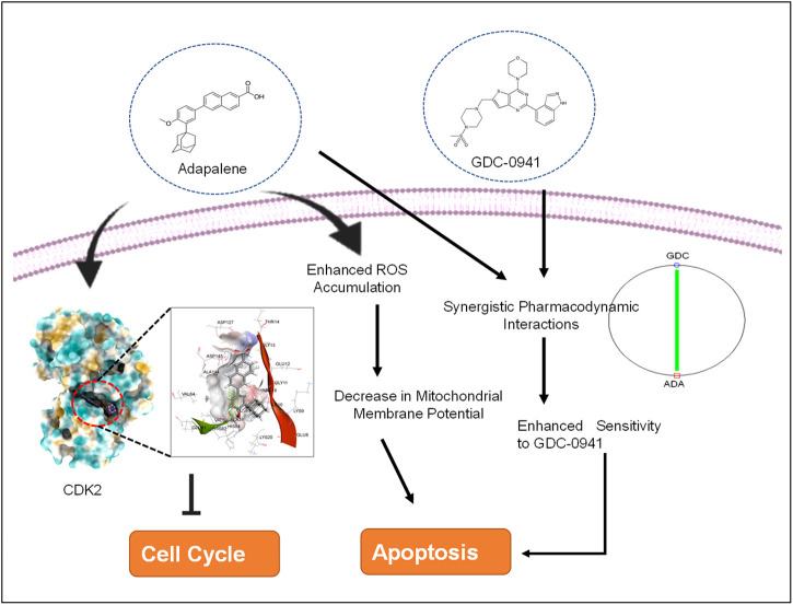 graphic file with name FPHAR_fphar-2022-958443_wc_abs.jpg