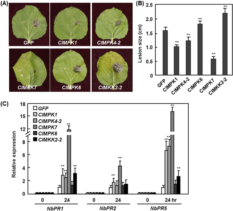 Fig. 9