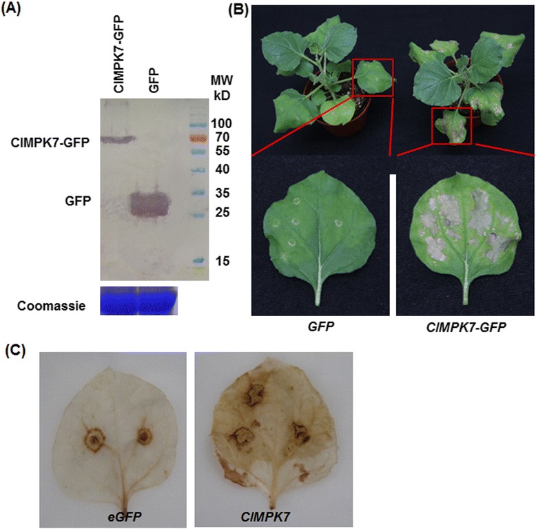 Fig. 10