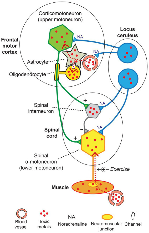 Figure 11