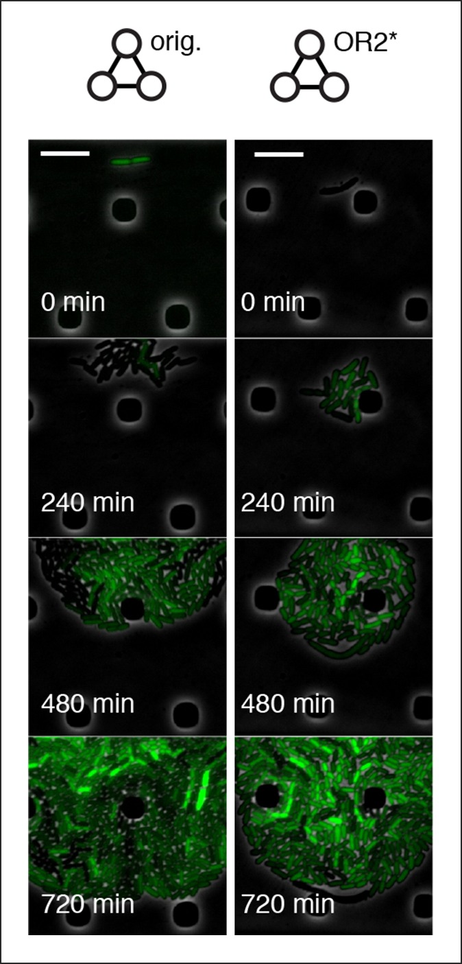 Figure 4—figure supplement 4.