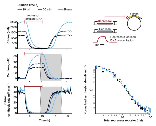 Figure 3—figure supplement 1.