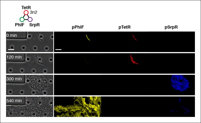 Figure 4—figure supplement 3.