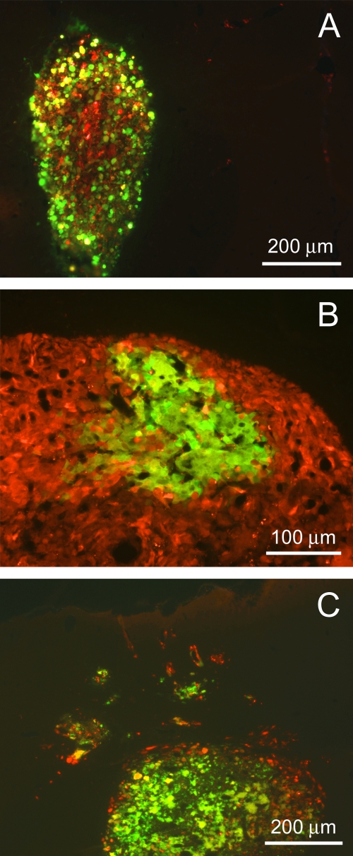 FIG. 7.