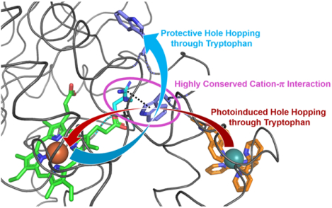 graphic file with name nihms-1586608-f0001.jpg