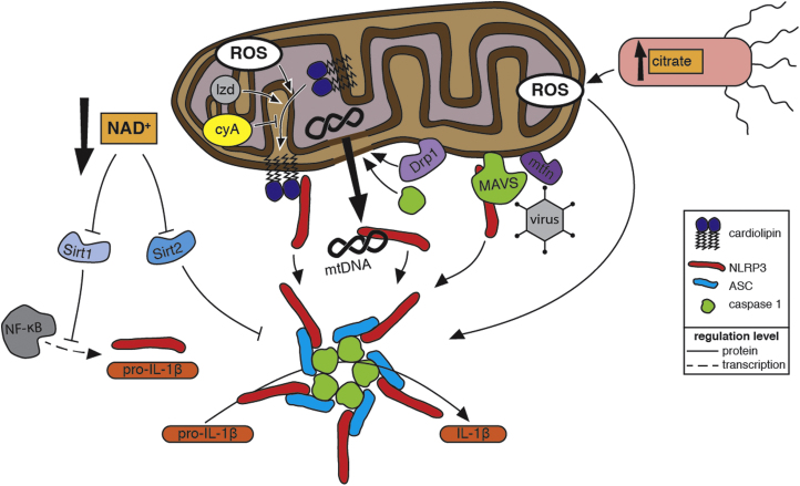 Fig 4