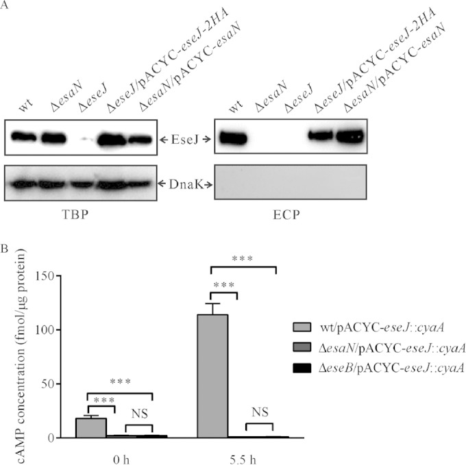 FIG 2