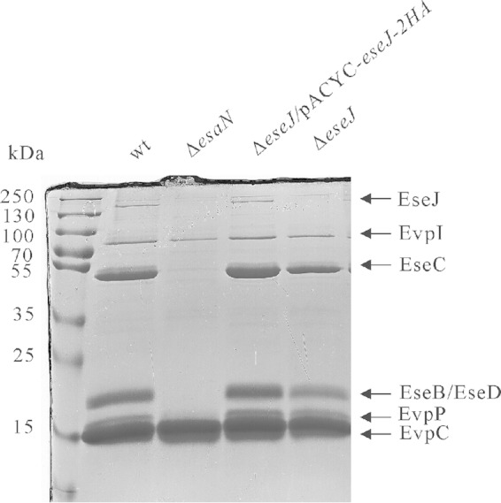 FIG 1