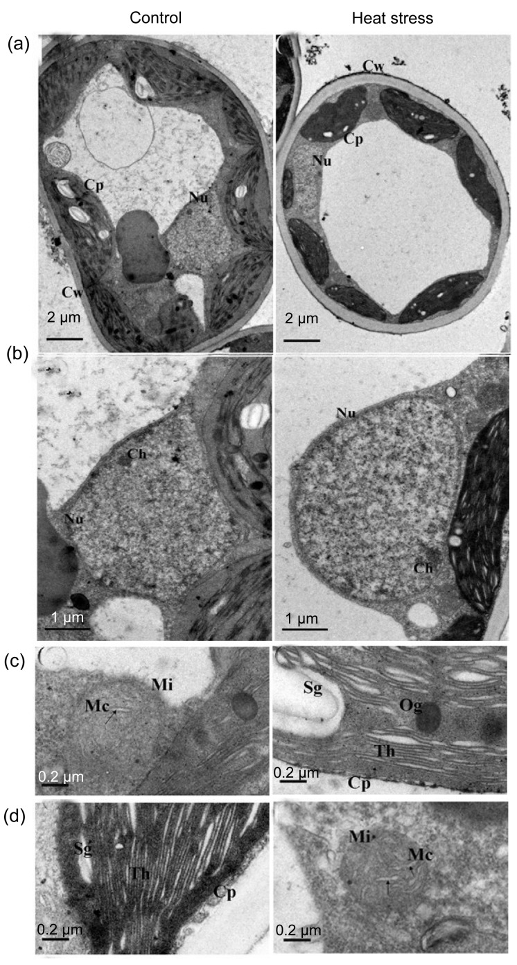 Fig. 5