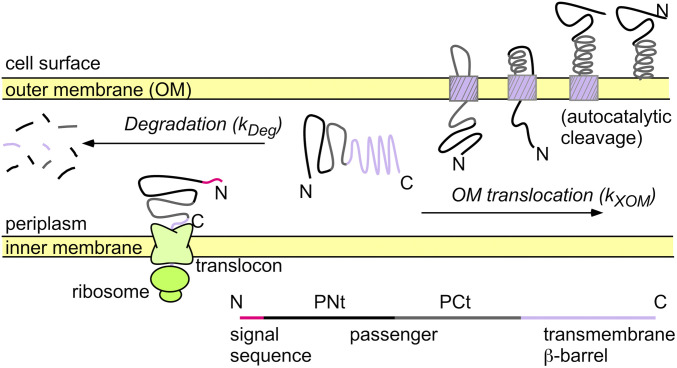 Fig. 1.