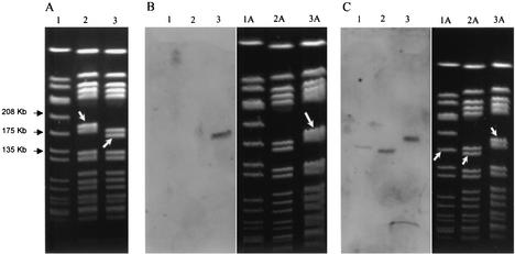 FIG. 3.